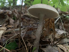 Leccinellum albellum