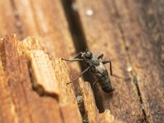 Chersodromia parallela