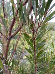 Acacia uncifolia