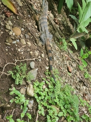Ctenosaura similis