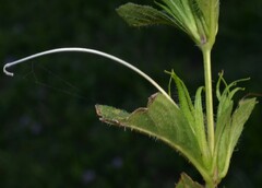 Ruellia caroliniensis