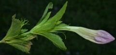 Ruellia caroliniensis