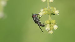 Platycheirus