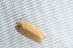 Clepsis clemensiana