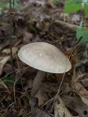 Leccinellum albellum