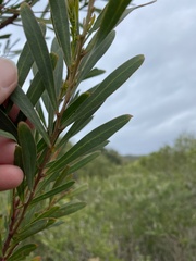 Acacia uncifolia