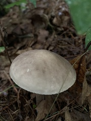 Leccinellum albellum