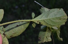 Ruellia caroliniensis