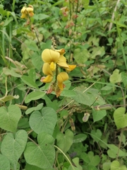 Crotalaria retusa