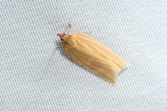 Clepsis clemensiana