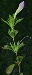 Ruellia caroliniensis