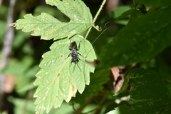 Astata