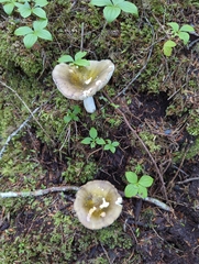 Russula occidentalis