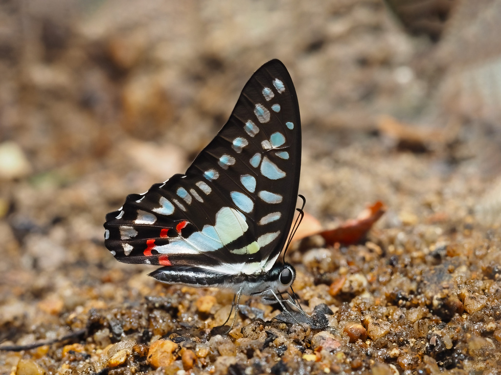 Blue Jay Butterfly
