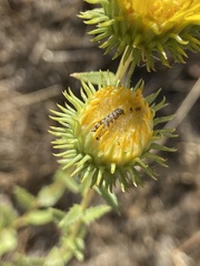 Heliothis phloxiphaga