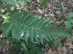 Dryopteris marginalis