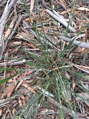 Austrostipa densiflora