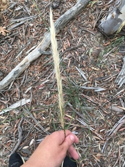 Austrostipa densiflora