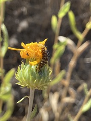 Heliothis phloxiphaga