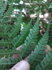 Dryopteris marginalis