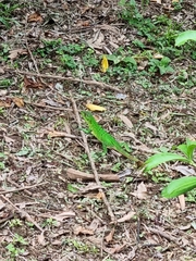 Ctenosaura similis