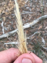 Austrostipa densiflora