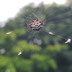 Gasteracantha cancriformis