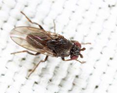Leptocera