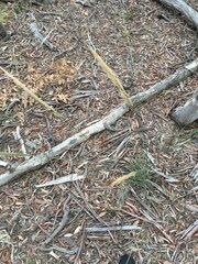 Austrostipa densiflora