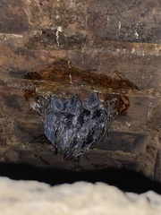 Chaetura pelagica