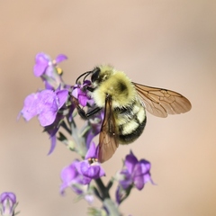 Bombus bimaculatus