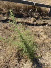 Dittrichia graveolens