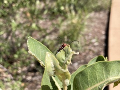 Tetraopes femoratus