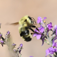 Bombus bimaculatus