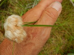 Eriophorum