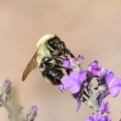 Bombus bimaculatus
