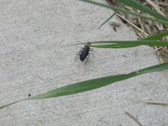 Cicindela punctulata punctulata