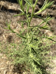 Dittrichia graveolens