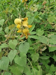 Crotalaria retusa
