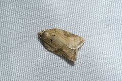 Acleris