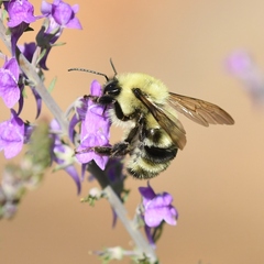 Bombus bimaculatus