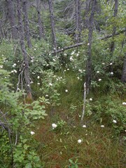 Eriophorum