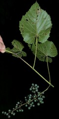 Vitis cinerea baileyana