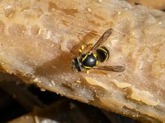 Dolichovespula arenaria