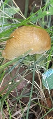 Mesarion
