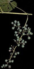 Vitis cinerea baileyana