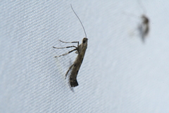 Caloptilia