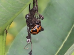 Labidomera clivicollis
