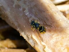 Dolichovespula arenaria