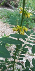 Senna marilandica